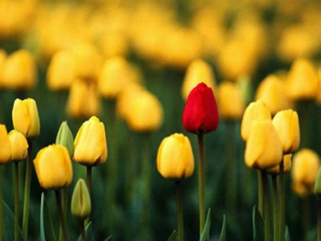 hoa-tulip-da-lat, le hoi hoa da lat 2012, festival hoa da lat 2012