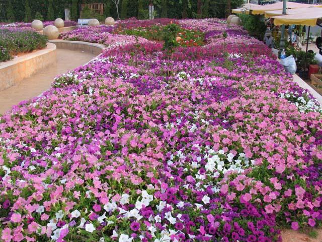 tour le hoi hoa da lat, festival hoa da lat, dalat