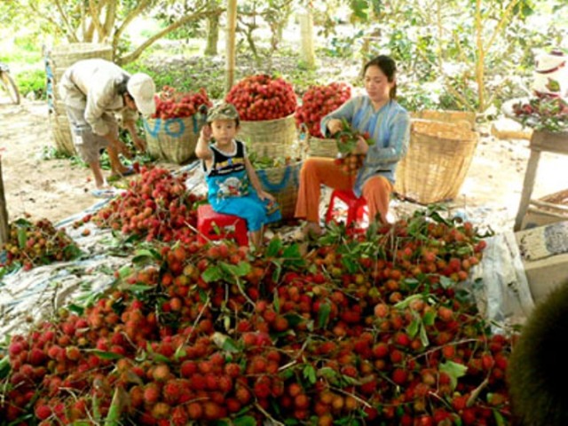 chom chom long khanh, du lich long khanh