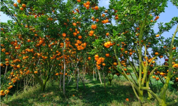 Tour Miền Tây Giá Rẻ